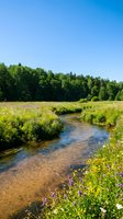 Scenic stream flowing through lush meadow with wildflowers and evergreen forest under clear blue sky, suitable for nature, environmental, and landscape design projects.