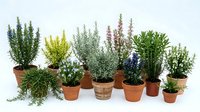 Collection of aromatic herbs in terracotta pots including rosemary, thyme, lavender and sage plants isolated on white background for culinary gardening.