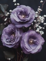 Lavender roses with baby's breath flowers arranged against dark background, suitable for wedding invitations, floral design projects, and botanical artwork.