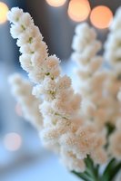 Delicate white astilbe flowers against soft bokeh background in pastel tones, macro photography with shallow depth of field creates dreamy romantic atmosphere.