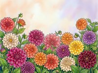 Colorful dahlia flowers in full bloom with green foliage against soft watercolor background. Vibrant garden border design for greeting cards and decor.