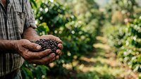 Farmer holding freshly harvested coffee beans in palm of hand at plantation during daytime, agricultural work and crop production.