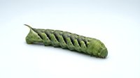 Caterpillar larva with segmented green body and textured skin isolated on white background for educational and nature content.