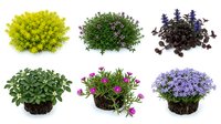 Collection of decorative potted plants and shrubs isolated on white background for landscaping and garden design projects.