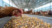 Brown hen eating grain feed in modern poultry farm facility with automated feeding system for sustainable agriculture and livestock production.