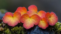 Vibrant orange and red mushrooms with delicate dewdrops growing in cluster on moss covered surface, displaying intricate natural patterns in macro photography.