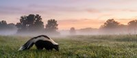 Skunk foraging in misty meadow at dawn with pink sunrise sky and silhouetted trees creating peaceful wildlife scene for nature photography and outdoor content.