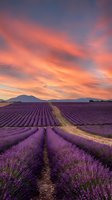 Lavender field rows stretching toward mountains under dramatic sunset sky with vibrant pink and orange clouds creating romantic agricultural landscape.