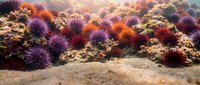 Colorful sea urchins clustered on rocky ocean floor with warm sunlight filtering through water creating magical underwater marine ecosystem scene.