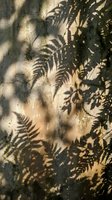 Tropical fern leaf shadows cast on textured concrete wall creating natural botanical patterns in warm sunlight for modern interior design backgrounds.
