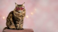 Fluffy Maine Coon cat wearing pink glasses sitting on wooden surface against soft pink bokeh background for pet photography and lifestyle content.
