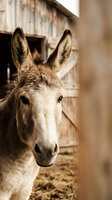 Donkey with tan and white coat standing in wooden stable doorway, looking directly at camera with alert expression and upright ears.