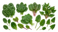 Assorted fresh green leafy vegetables and salad greens isolated on white background, including spinach, chard, and lettuce varieties for culinary and nutritional design use.