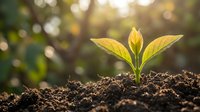 Young green plant seedling emerging from rich dark soil with warm golden sunlight and bokeh background representing growth, new life and environmental sustainability.