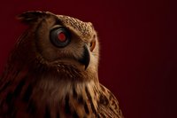 Majestic owl portrait with striking red eyes and detailed feathers against dark burgundy background for wildlife and nature projects.