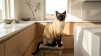 Siamese cat sitting on kitchen counter with wooden cabinets and white countertop in modern home interior space.