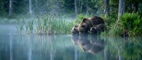 Brown bear wading through shallow water in misty forest environment, drinking from lake or river surrounded by reeds and evergreen trees at dawn or dusk.