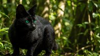 Black cat with bright green eyes sitting in lush garden foliage with dappled sunlight filtering through leaves creating natural outdoor pet portrait.