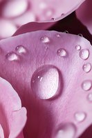 Macro shot of water droplets on pink rose petal showing delicate texture and natural morning dew, creating reflective spheres against soft floral surface.