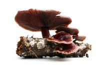 Brown mushrooms growing on decaying wood, showcasing gills and caps in various stages of development against white background.