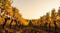 Vineyard rows with golden autumn foliage at sunset creating warm agricultural landscape for wine industry and harvest season marketing materials.