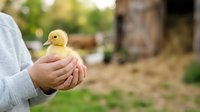Young child holding a fluffy yellow duckling in cupped hands outdoors on a farm, ideal for agriculture, animal care, and childhood education content.