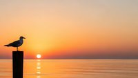 Seagull silhouette perched on wooden post during golden sunset over calm ocean water with warm orange and pink sky colors reflecting on sea surface.