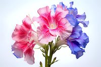 Vibrant pink and purple petunias in full bloom against white background showcase delicate ruffled petals and natural garden beauty, suitable for floral design projects.