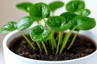 Young green seedlings growing in white pot with fresh soil, showing delicate heart-shaped leaves and tender stems in macro photography. For gardening and nature concepts.