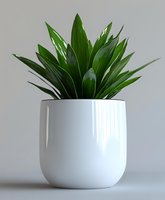 Green dracaena plant with pointed leaves in modern white ceramic pot against neutral background, minimalist home decor style for interior design and gardening.