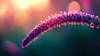 Curved purple wildflower silhouette against blurred sunset background with bokeh lights creates dreamy nature macro photography effect.