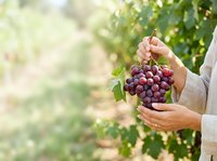 Farmer holding freshly harvested red grapes in vineyard during harvest season, agricultural produce and winemaking ingredient.