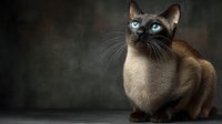 Siamese cat with striking blue eyes sitting against dark textured background, elegant feline portrait showcasing breed characteristics and graceful posture.