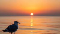 Seagull silhouette standing on beach during golden sunset over calm ocean water with warm orange and yellow sky reflecting on waves creating peaceful scene.