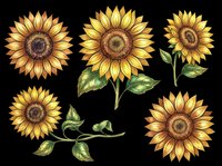 Sunflower blooms in various sizes and angles with green leaves, isolated on transparent background, ready for t-shirt design, clipart, stickers, sublimation and print-on-demand projects.