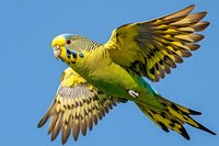 Yellow and green budgie parakeet in flight showing spread wings and tail feathers against bright blue sky, displaying natural wild behavior and detailed plumage pattern.