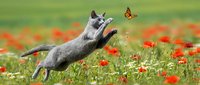 Gray cat jumping and playing with butterfly in meadow full of red wildflowers and green grass, playful pet outdoor activity.