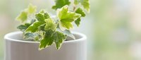 Mint leaves covered with frost crystals in white ceramic cup, perfect for culinary, beverage, and winter botanical designs.