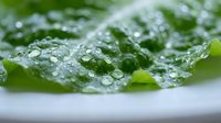 Fresh green leaf with morning dew drops, natural water droplets on plant surface, macro photography of nature's freshness and purity in garden setting.