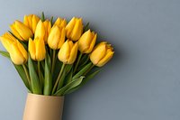 Fresh yellow tulips in beige ceramic vase against gray wall background, spring flowers arrangement with copy space for seasonal greeting cards and floral designs.