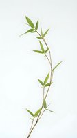 Single green willow branch with delicate leaves isolated on white background for natural design projects and botanical illustrations.