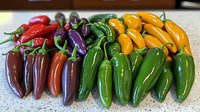 Fresh colorful chili peppers arranged in rainbow gradient from purple to yellow, with vibrant green stems on white surface, showcasing variety in Mexican cuisine.