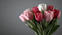 Fresh spring bouquet of pink, red and white tulips with green stems and leaves against dark gray background, soft focus floral arrangement.
