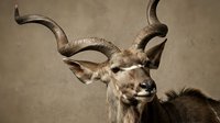 Male greater kudu antelope with magnificent spiral horns against textured brown background, showcasing African wildlife in natural portrait style.