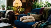 Fluffy cat sleeping on a blue velvet sofa in a cozy bohemian living room with lush plants and warm vintage lamp light.