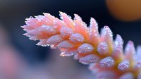 Delicate pink flower petals covered in morning dew drops, macro photography showing intricate details against blurred dark background. Nature photography.