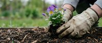 Gardener in work gloves planting purple flowering seedling in soil outdoors, suitable for gardening, landscaping, and horticultural projects.