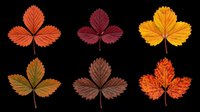 Six colorful autumn strawberry leaves in red, orange, yellow, and brown tones, isolated on transparent background, ready for clipart, stickers, t-shirt design, and print on demand.