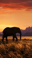 Majestic elephant silhouette walking through golden grassland at dramatic sunset with mountain backdrop and vibrant orange sky for wildlife photography.