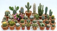 Large collection of diverse cacti and succulents in terracotta pots arranged on white background, indoor gardening houseplants for home decor.